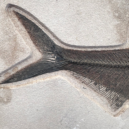 FISH FOSSIL DIPLOMYSTUS DENTATUS & COCKERELLITES LIOPS, Eocene, USA CWG010