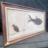 FISH FOSSIL DIPLOMYSTUS DENTATUS & COCKERELLITES LIOPS, Eocene, USA CWG010