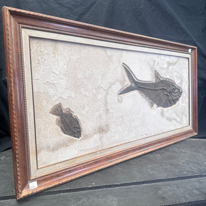 FISH FOSSIL DIPLOMYSTUS DENTATUS & COCKERELLITES LIOPS, Eocene, USA CWG010