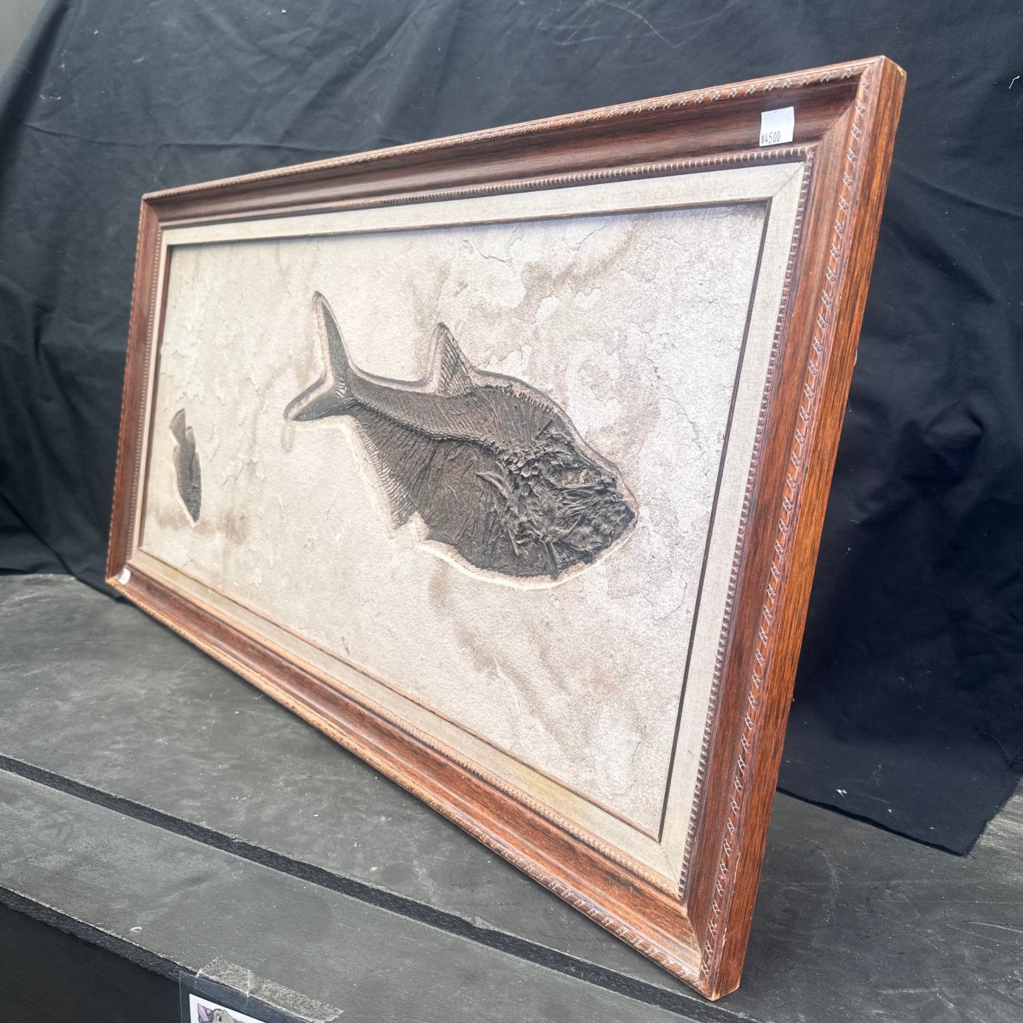 FISH FOSSIL DIPLOMYSTUS DENTATUS & COCKERELLITES LIOPS, Eocene, USA CWG010