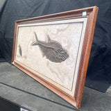 FISH FOSSIL DIPLOMYSTUS DENTATUS & COCKERELLITES LIOPS, Eocene, USA CWG010