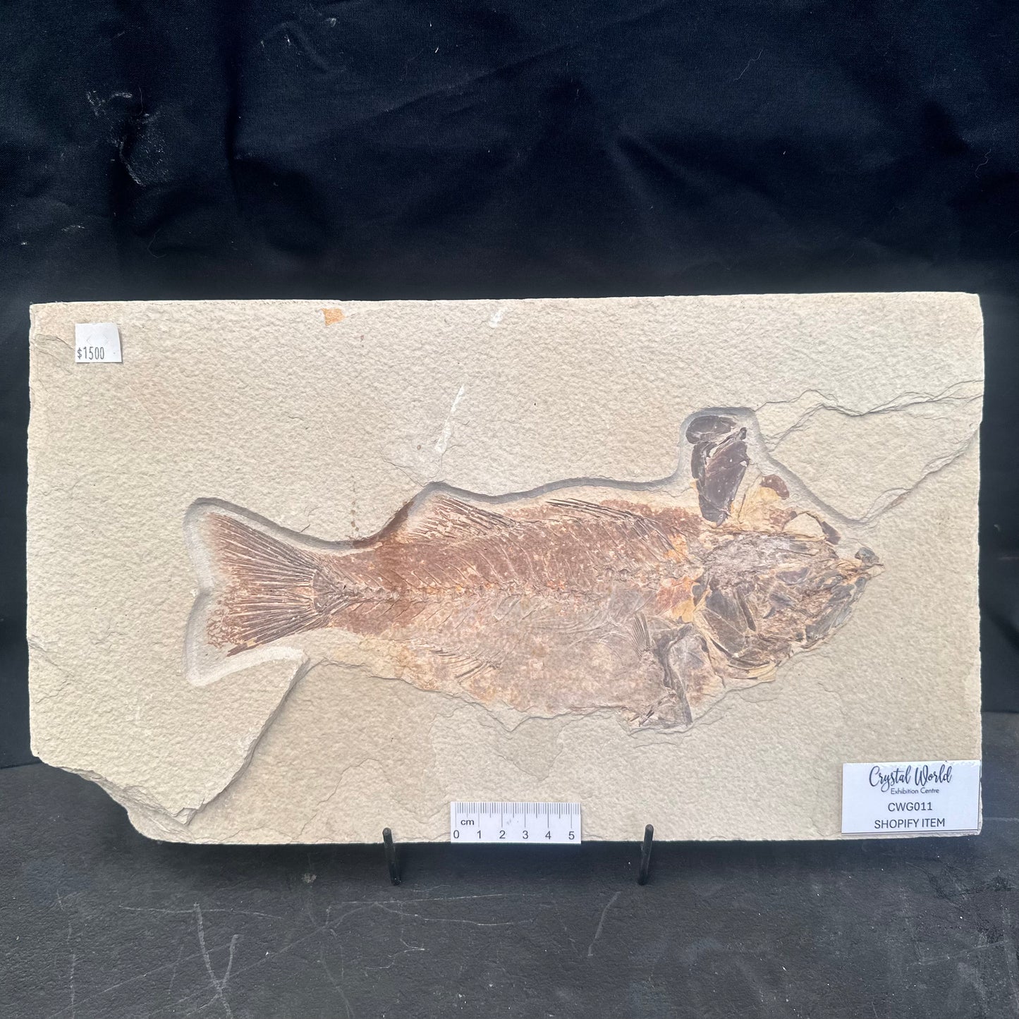 FISH FOSSIL MIOPLOSUS SP., Eocene, USA CWG011