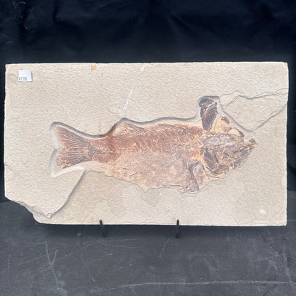 FISH FOSSIL MIOPLOSUS SP., Eocene, USA CWG011