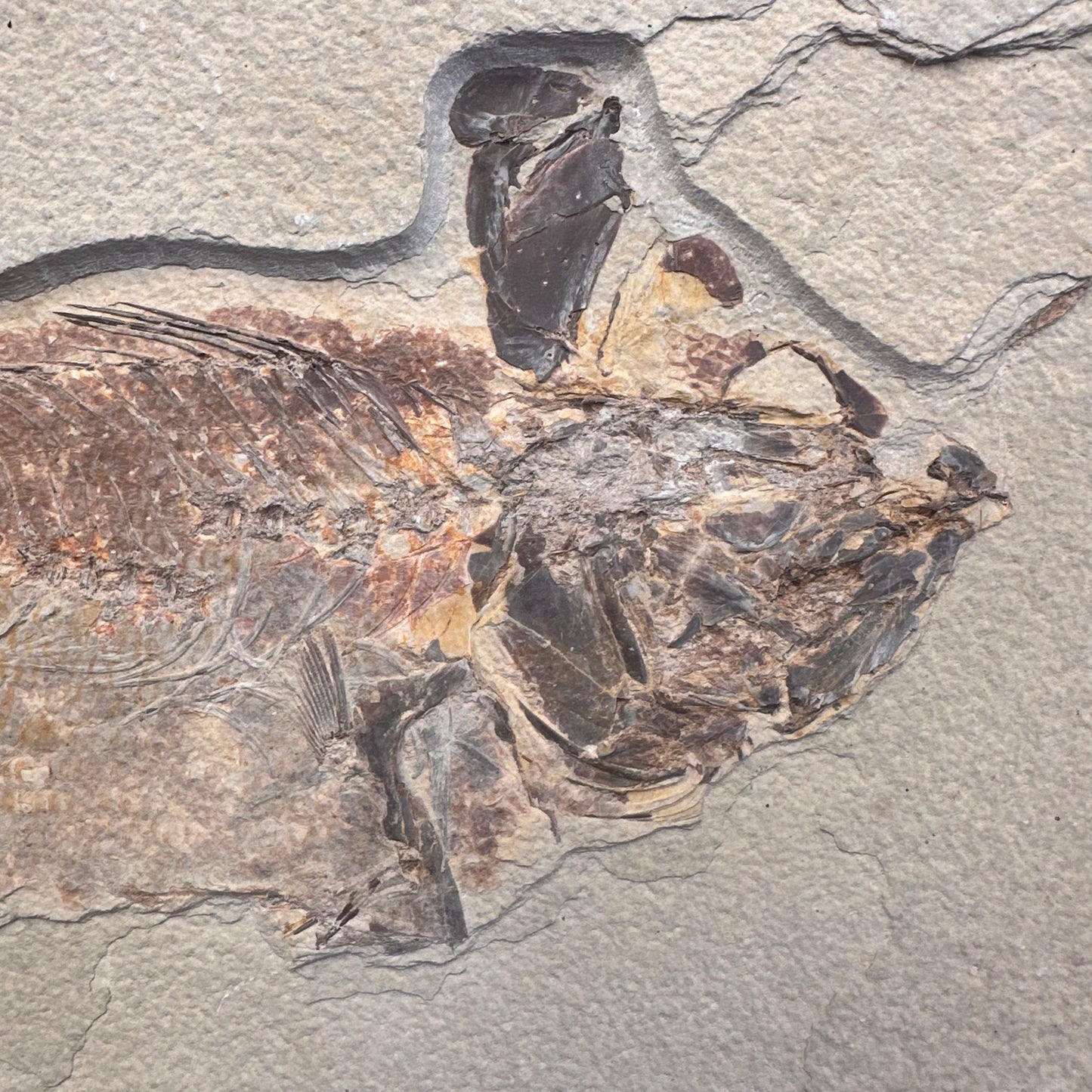 FISH FOSSIL MIOPLOSUS SP., Eocene, USA CWG011
