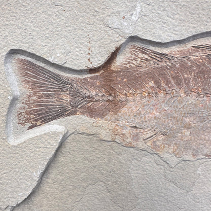 FISH FOSSIL MIOPLOSUS SP., Eocene, USA CWG011