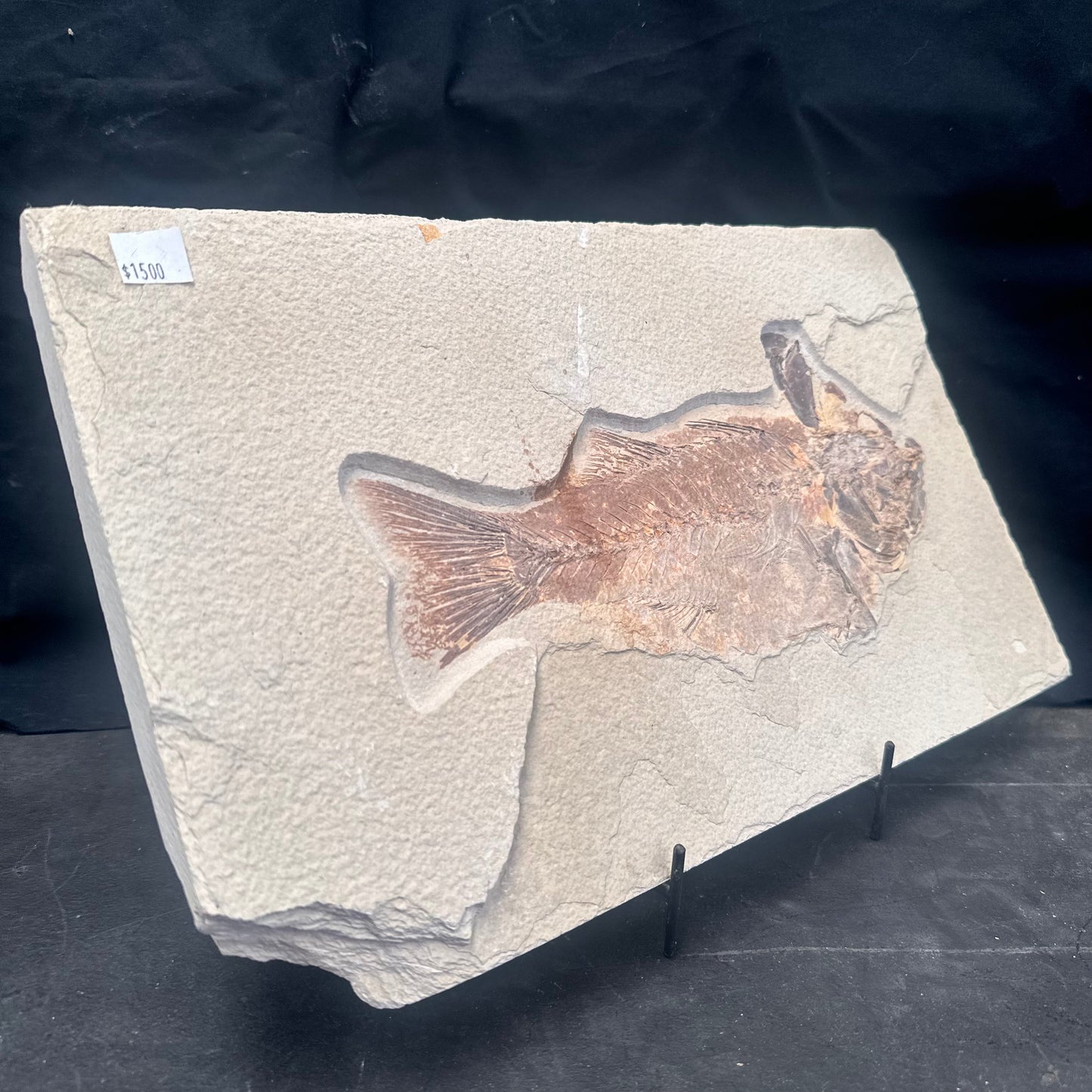 FISH FOSSIL MIOPLOSUS SP., Eocene, USA CWG011
