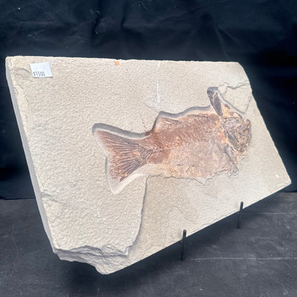 FISH FOSSIL MIOPLOSUS SP., Eocene, USA CWG011
