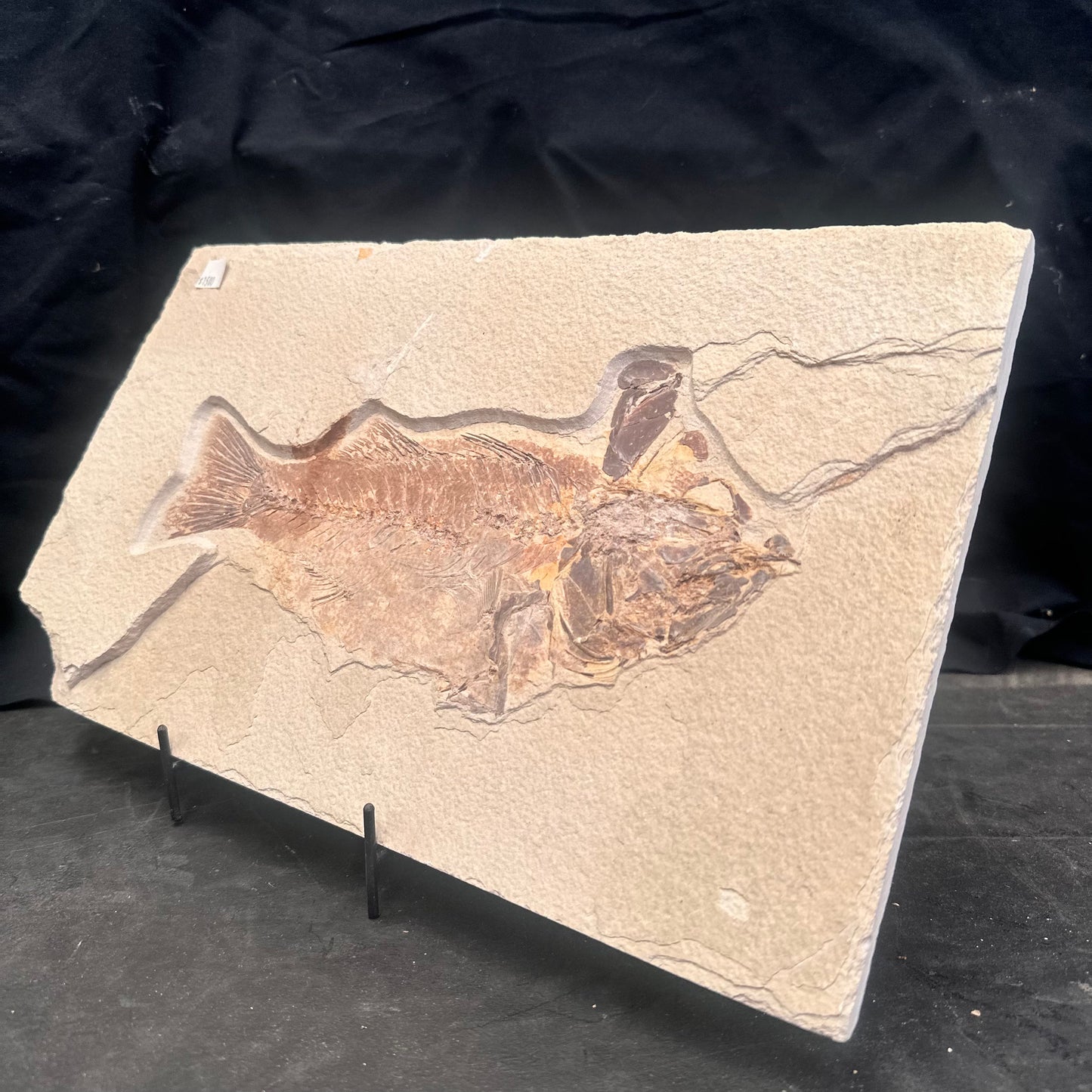 FISH FOSSIL MIOPLOSUS SP., Eocene, USA CWG011