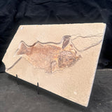 FISH FOSSIL MIOPLOSUS SP., Eocene, USA CWG011