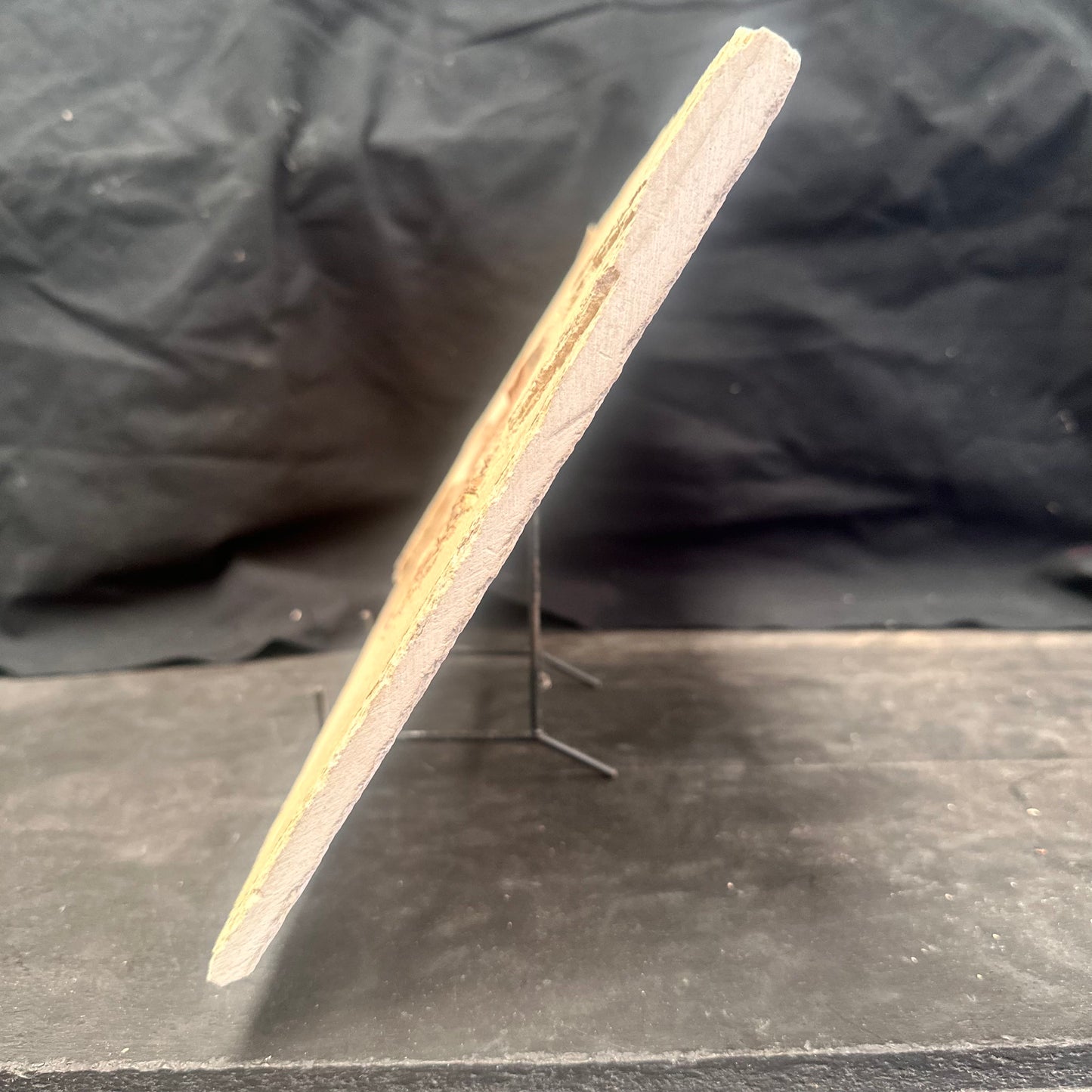 FISH FOSSIL MIOPLOSUS SP., Eocene, USA CWG011