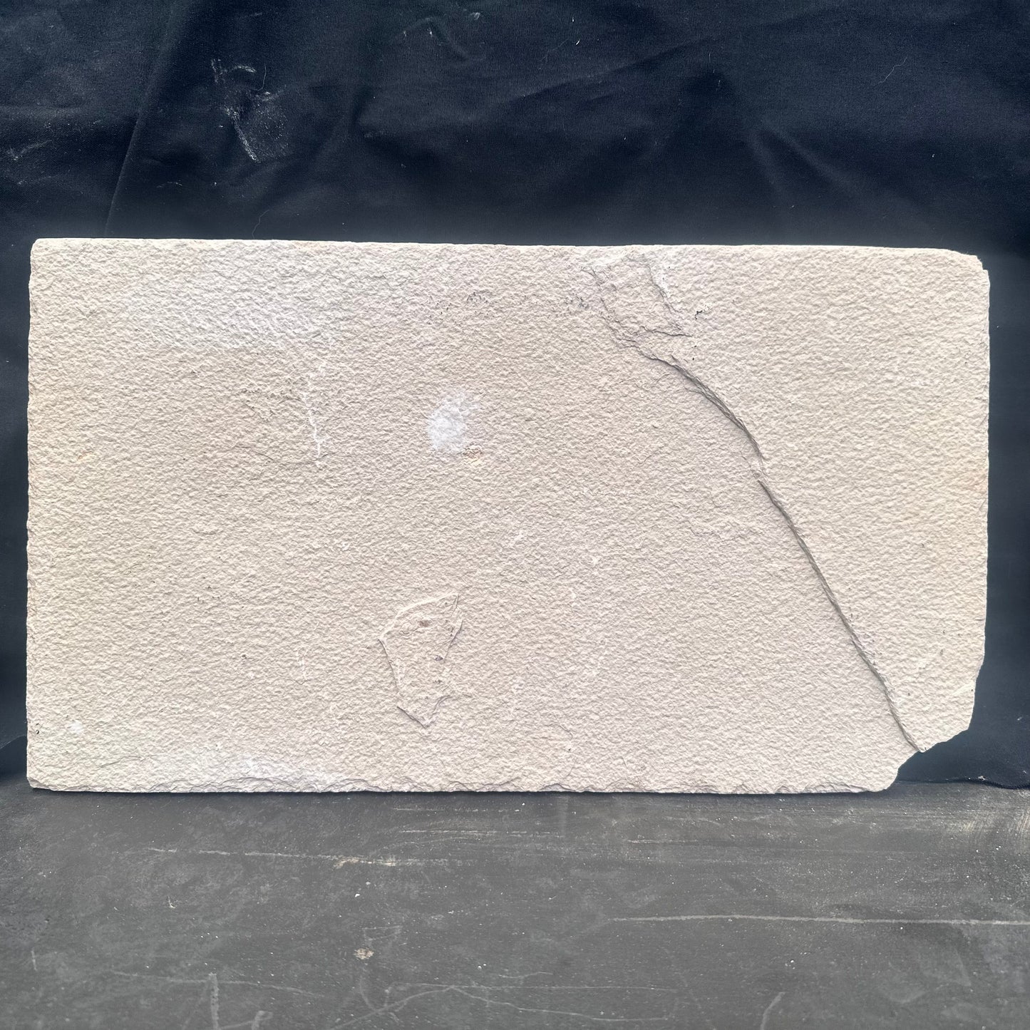 FISH FOSSIL MIOPLOSUS SP., Eocene, USA CWG011