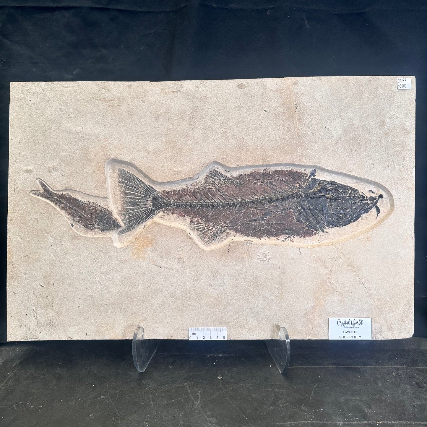 FISH FOSSIL MIOPLOSUS SP. & KNIGHTIA ALTA, Eocene, USA CWG012