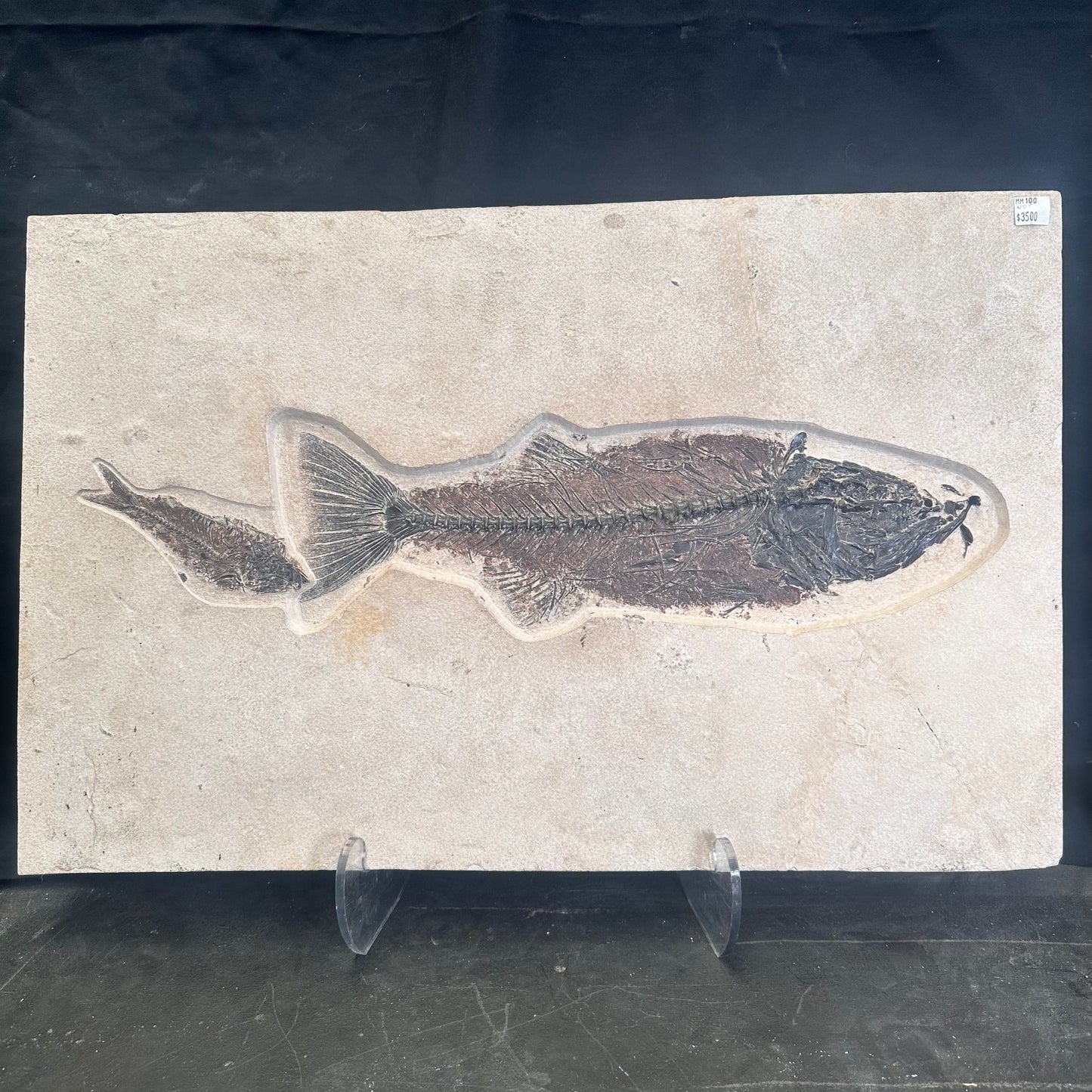 FISH FOSSIL MIOPLOSUS SP. & KNIGHTIA ALTA, Eocene, USA CWG012