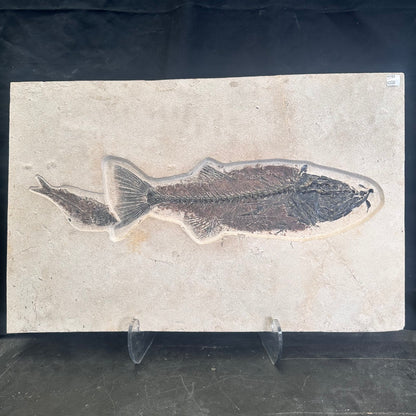 FISH FOSSIL MIOPLOSUS SP. & KNIGHTIA ALTA, Eocene, USA CWG012