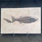 FISH FOSSIL MIOPLOSUS SP. & KNIGHTIA ALTA, Eocene, USA CWG012