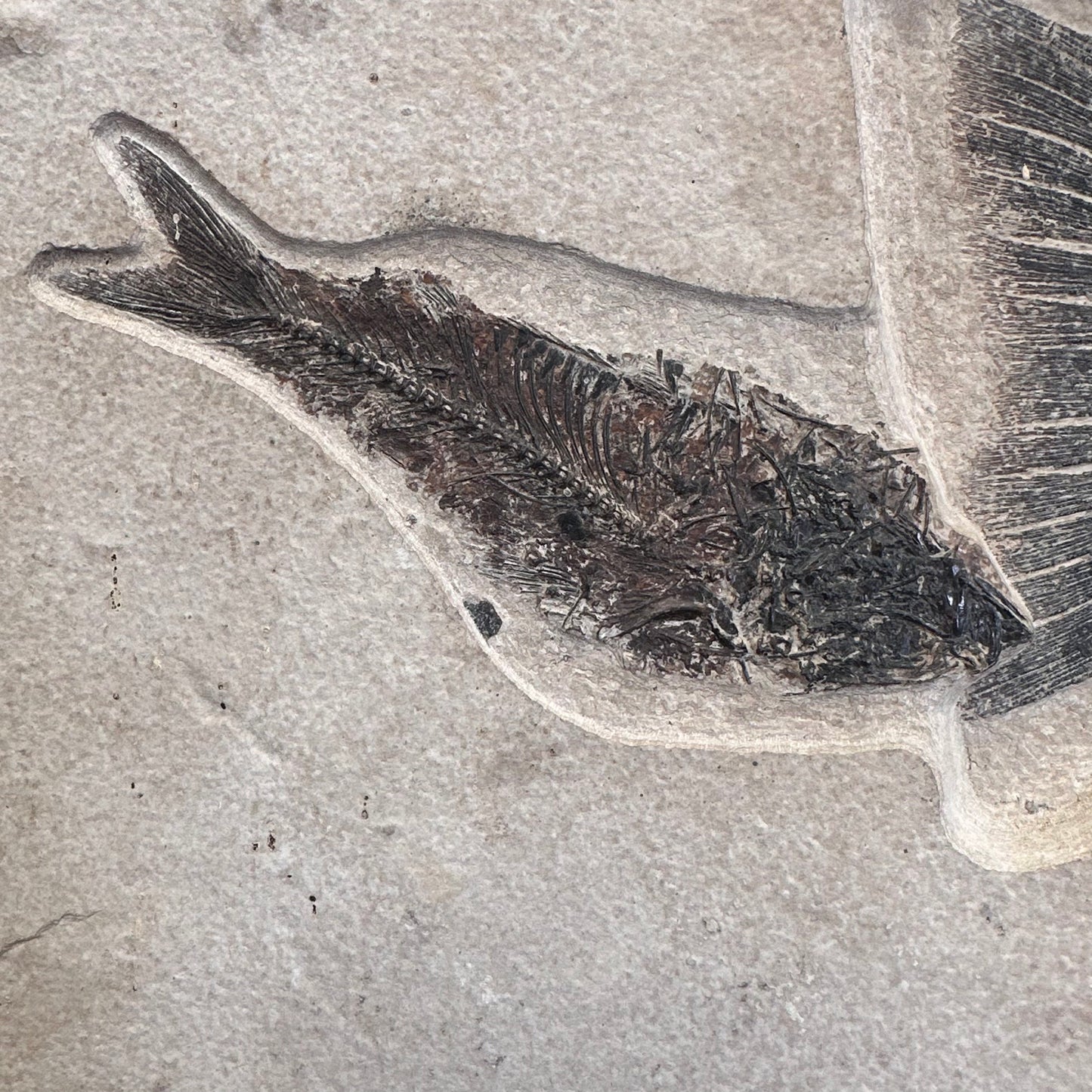 FISH FOSSIL MIOPLOSUS SP. & KNIGHTIA ALTA, Eocene, USA CWG012