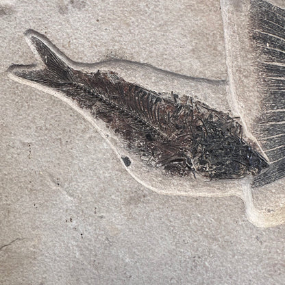 FISH FOSSIL MIOPLOSUS SP. & KNIGHTIA ALTA, Eocene, USA CWG012