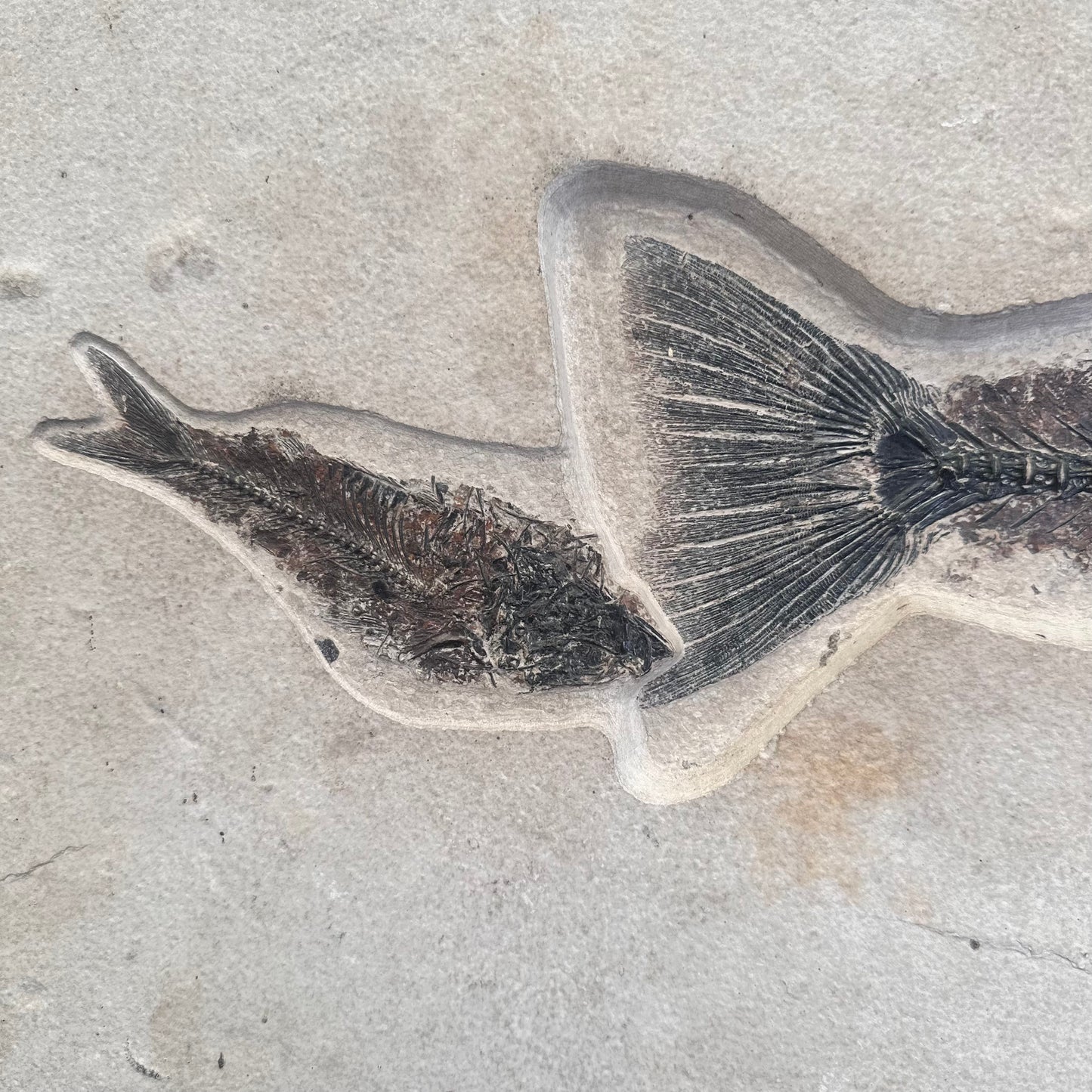 FISH FOSSIL MIOPLOSUS SP. & KNIGHTIA ALTA, Eocene, USA CWG012