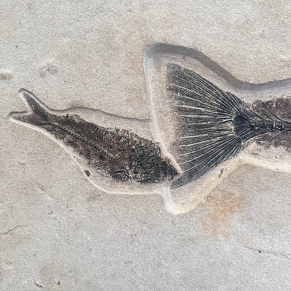 FISH FOSSIL MIOPLOSUS SP. & KNIGHTIA ALTA, Eocene, USA CWG012