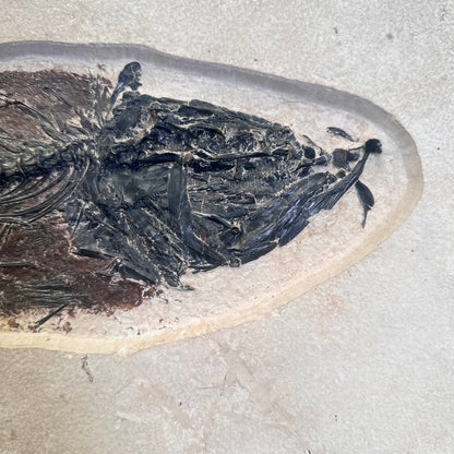 FISH FOSSIL MIOPLOSUS SP. & KNIGHTIA ALTA, Eocene, USA CWG012