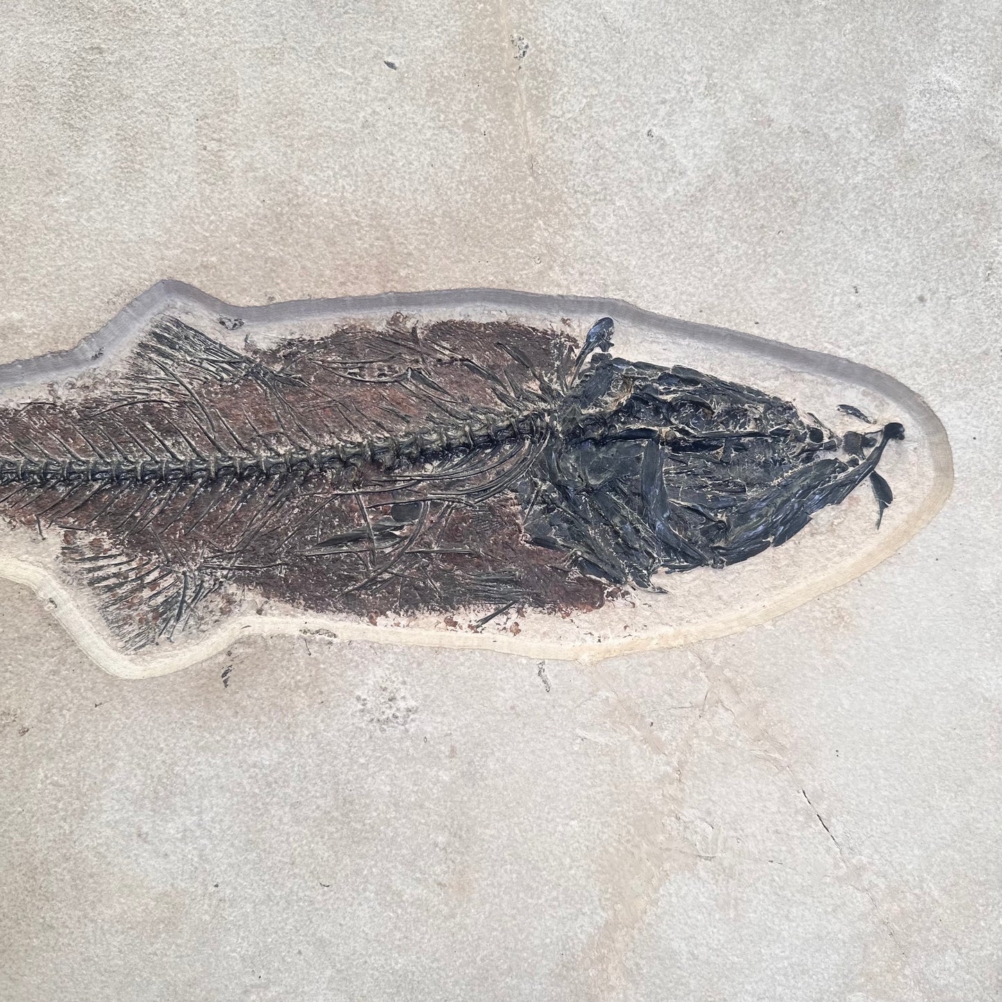 FISH FOSSIL MIOPLOSUS SP. & KNIGHTIA ALTA, Eocene, USA CWG012