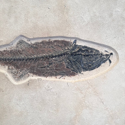 FISH FOSSIL MIOPLOSUS SP. & KNIGHTIA ALTA, Eocene, USA CWG012