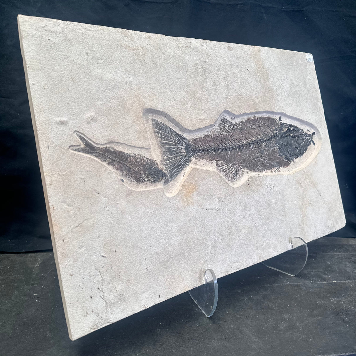 FISH FOSSIL MIOPLOSUS SP. & KNIGHTIA ALTA, Eocene, USA CWG012