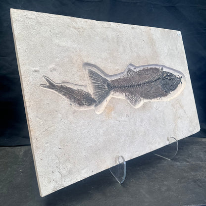 FISH FOSSIL MIOPLOSUS SP. & KNIGHTIA ALTA, Eocene, USA CWG012