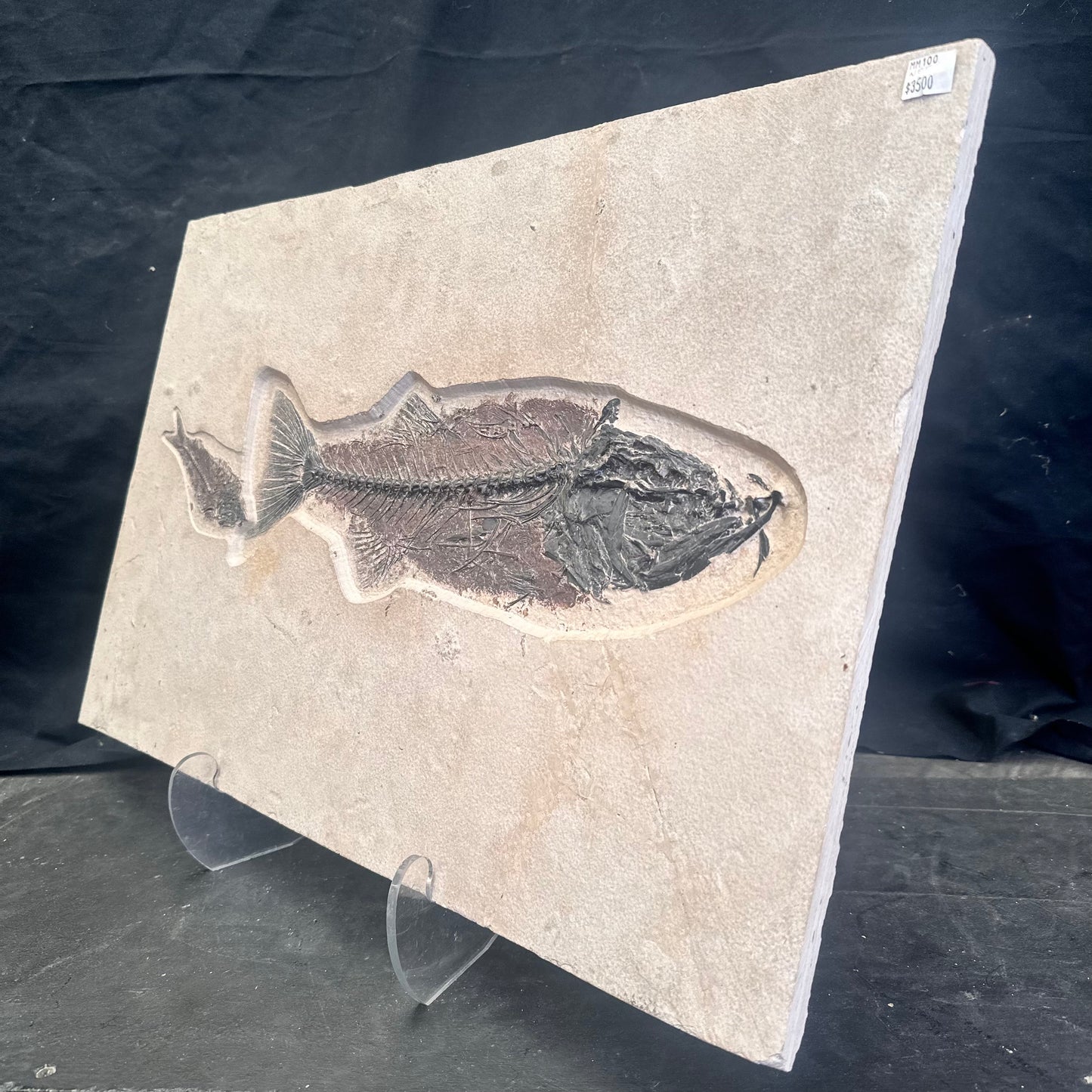 FISH FOSSIL MIOPLOSUS SP. & KNIGHTIA ALTA, Eocene, USA CWG012