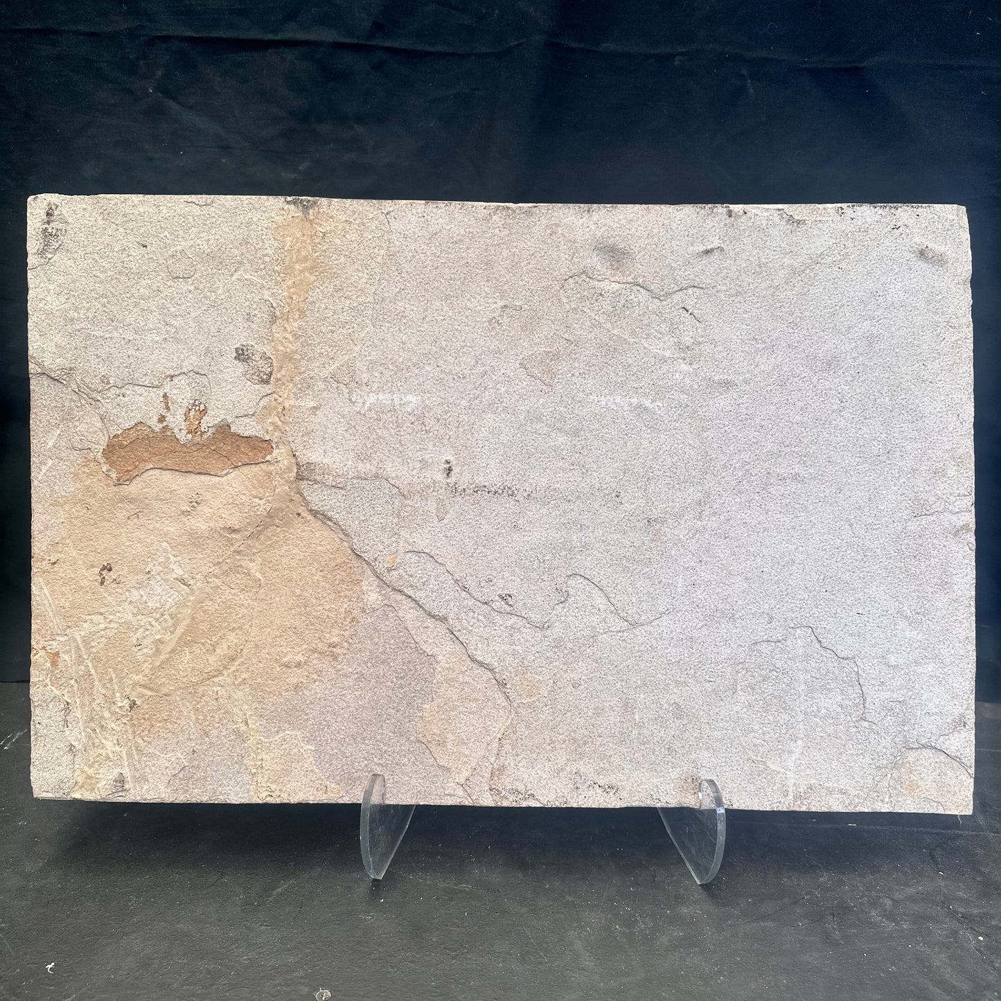 FISH FOSSIL MIOPLOSUS SP. & KNIGHTIA ALTA, Eocene, USA CWG012