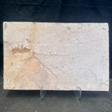 FISH FOSSIL MIOPLOSUS SP. & KNIGHTIA ALTA, Eocene, USA CWG012