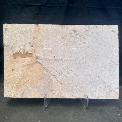 FISH FOSSIL MIOPLOSUS SP. & KNIGHTIA ALTA, Eocene, USA CWG012