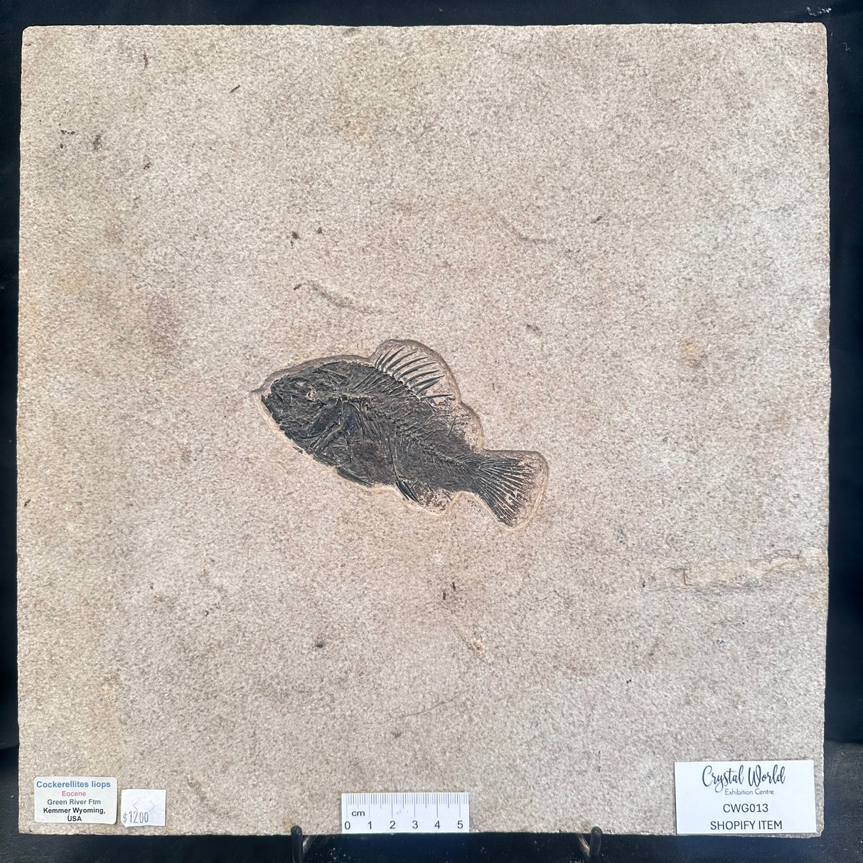 FISH FOSSIL COCKERELLITES LIOPS, Eocene, USA CWG013
