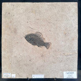 FISH FOSSIL COCKERELLITES LIOPS, Eocene, USA CWG013