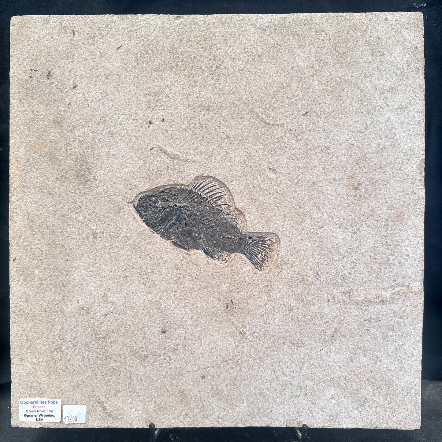 FISH FOSSIL COCKERELLITES LIOPS, Eocene, USA CWG013