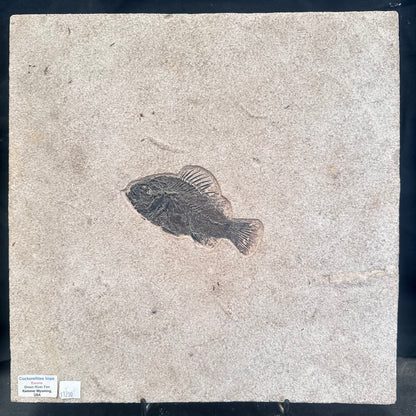 FISH FOSSIL COCKERELLITES LIOPS, Eocene, USA CWG013