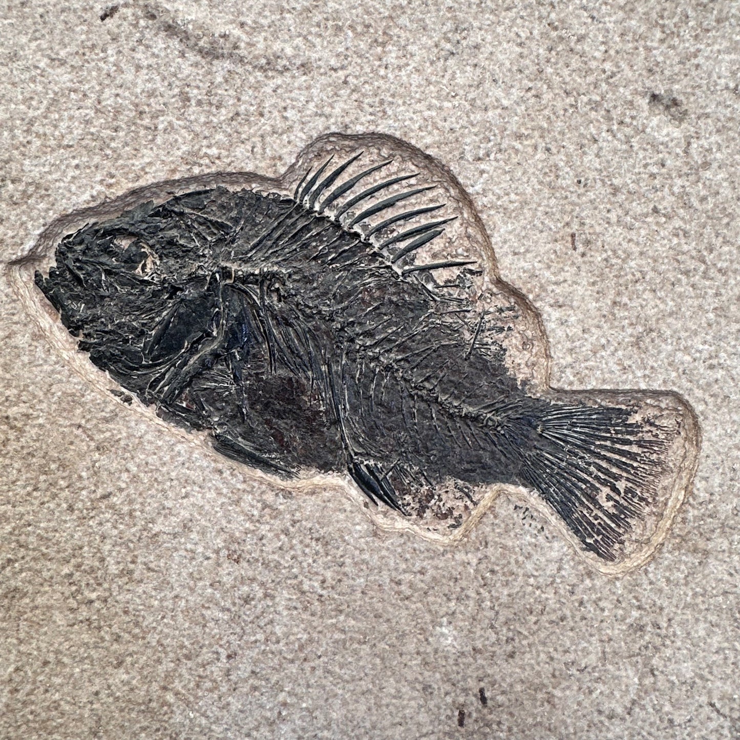 FISH FOSSIL COCKERELLITES LIOPS, Eocene, USA CWG013