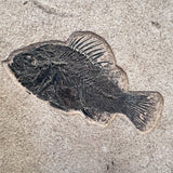 FISH FOSSIL COCKERELLITES LIOPS, Eocene, USA CWG013