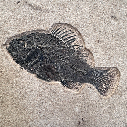 FISH FOSSIL COCKERELLITES LIOPS, Eocene, USA CWG013