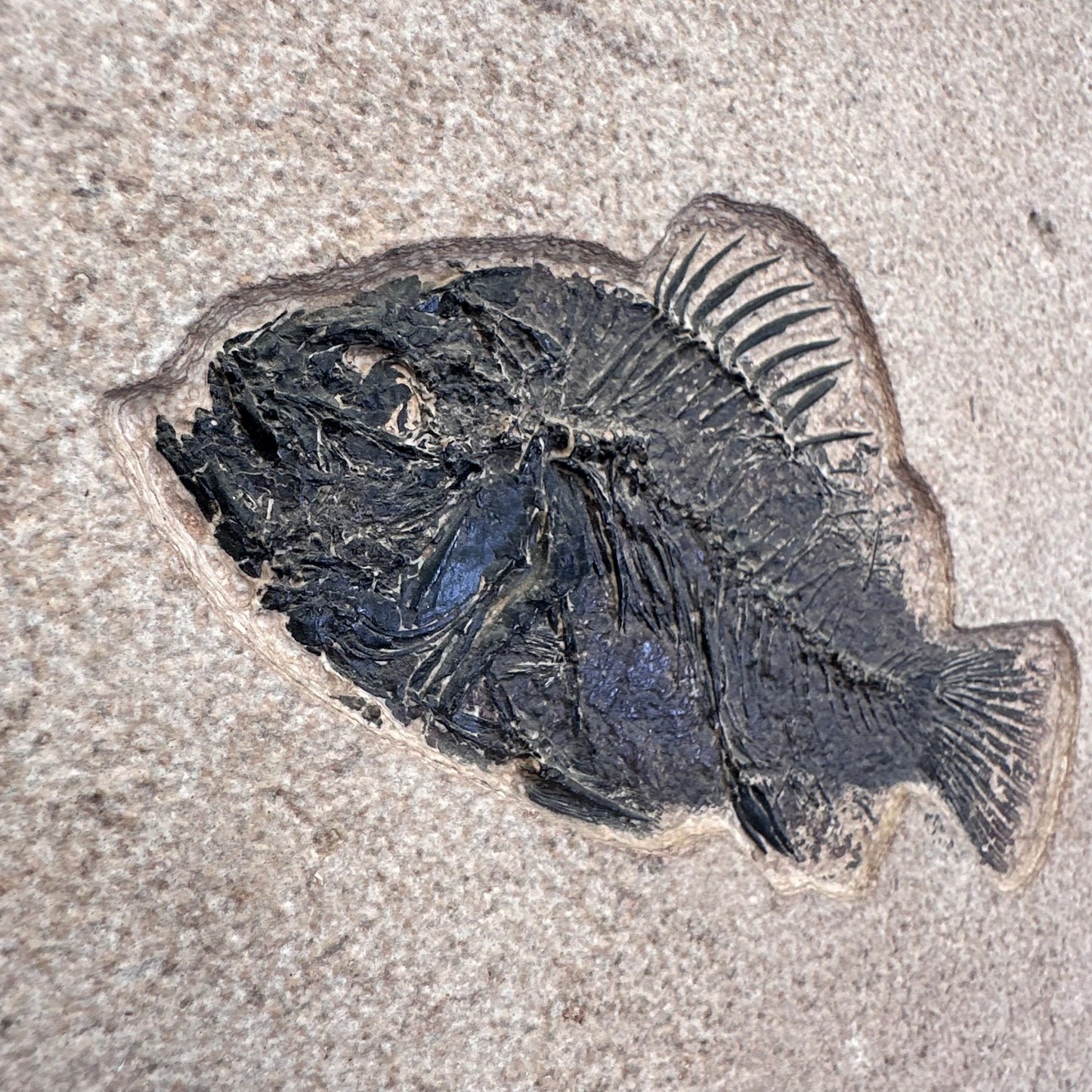 FISH FOSSIL COCKERELLITES LIOPS, Eocene, USA CWG013