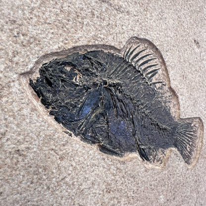 FISH FOSSIL COCKERELLITES LIOPS, Eocene, USA CWG013