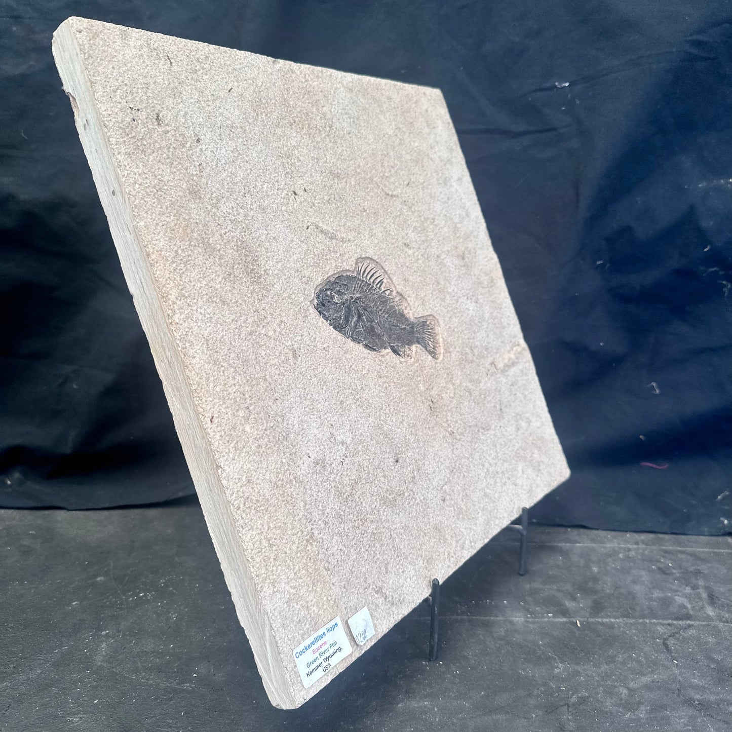 FISH FOSSIL COCKERELLITES LIOPS, Eocene, USA CWG013