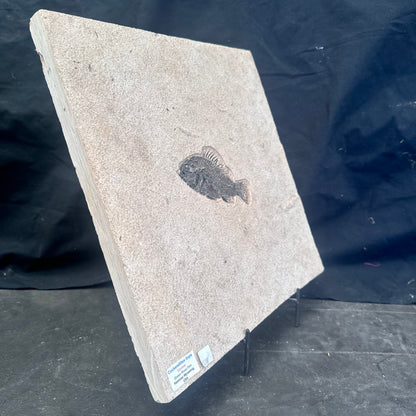 FISH FOSSIL COCKERELLITES LIOPS, Eocene, USA CWG013