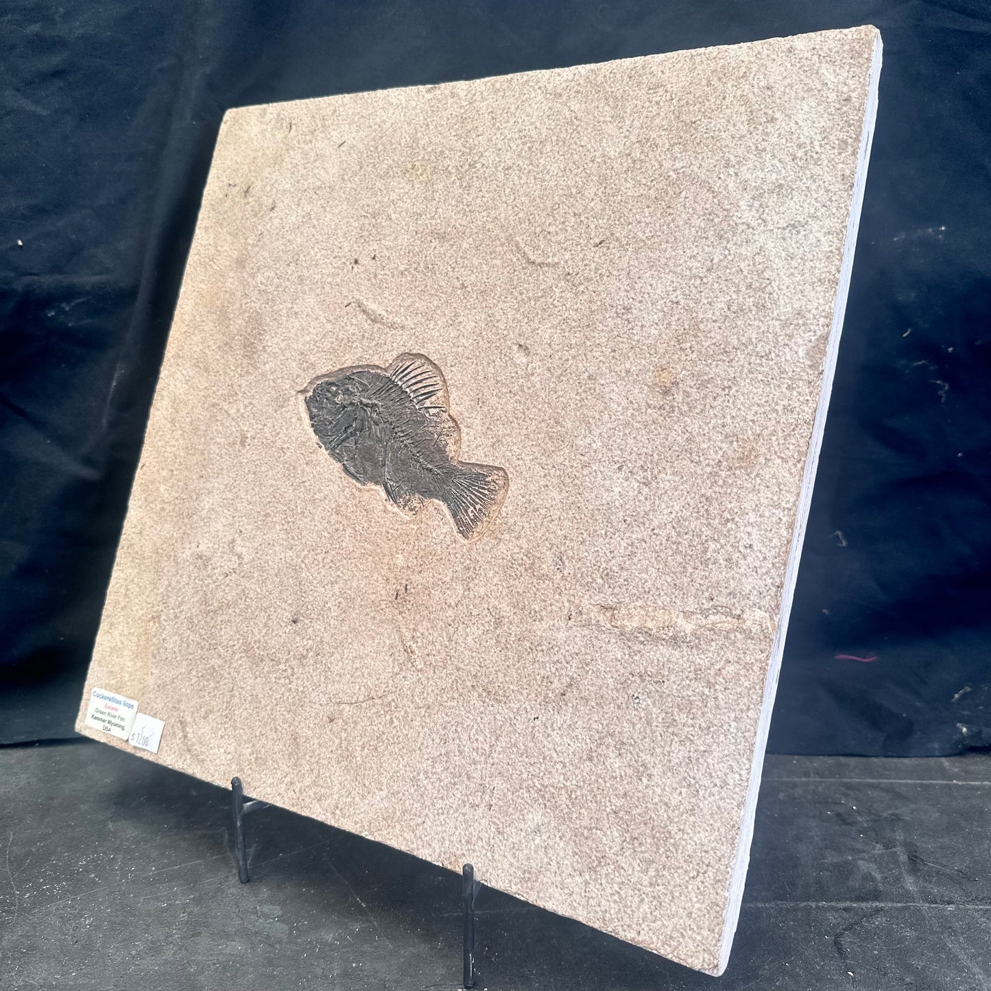 FISH FOSSIL COCKERELLITES LIOPS, Eocene, USA CWG013