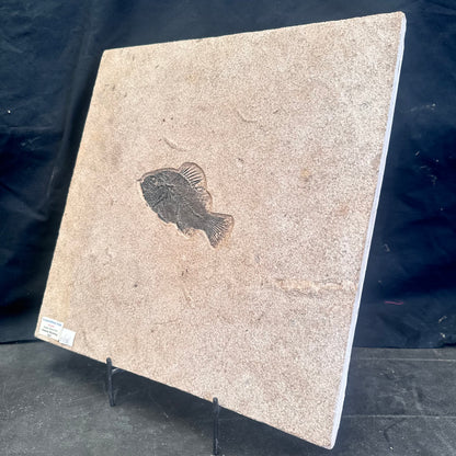 FISH FOSSIL COCKERELLITES LIOPS, Eocene, USA CWG013