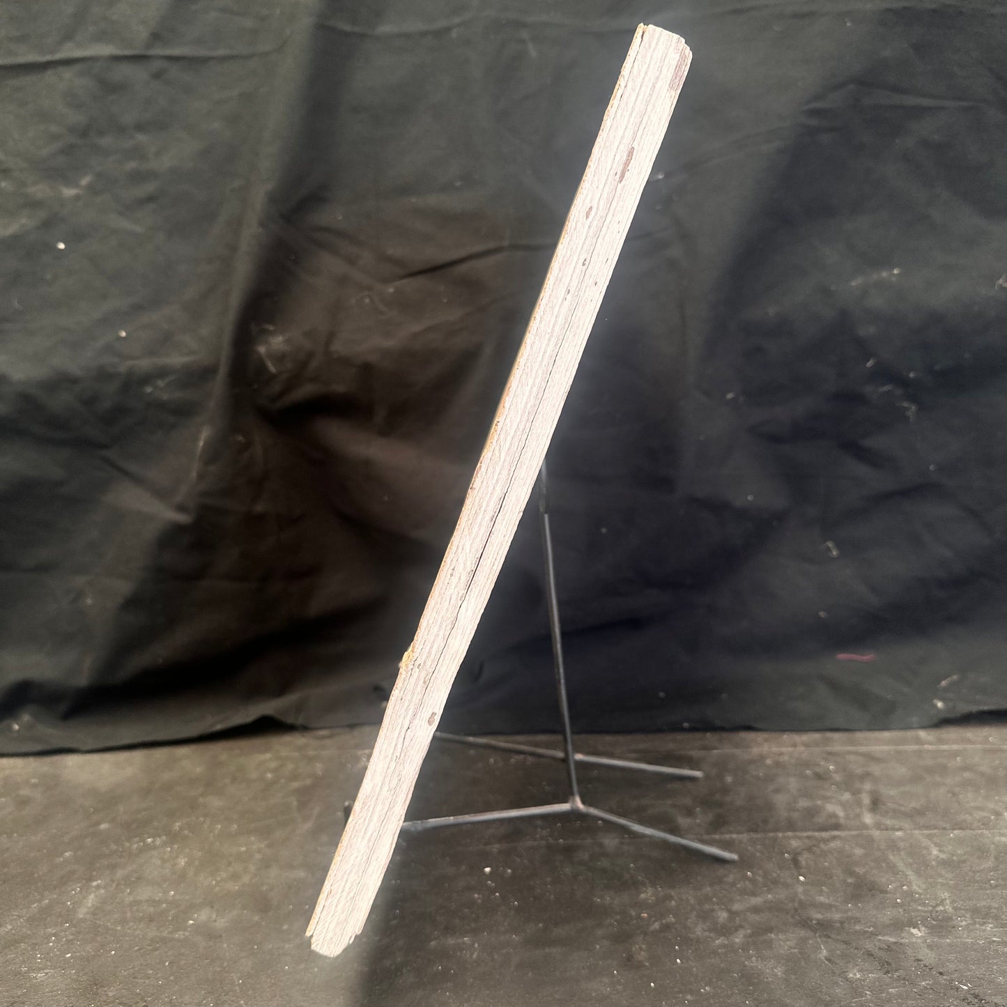 FISH FOSSIL COCKERELLITES LIOPS, Eocene, USA CWG013