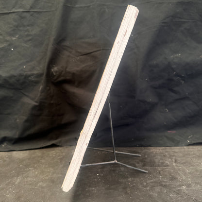 FISH FOSSIL COCKERELLITES LIOPS, Eocene, USA CWG013