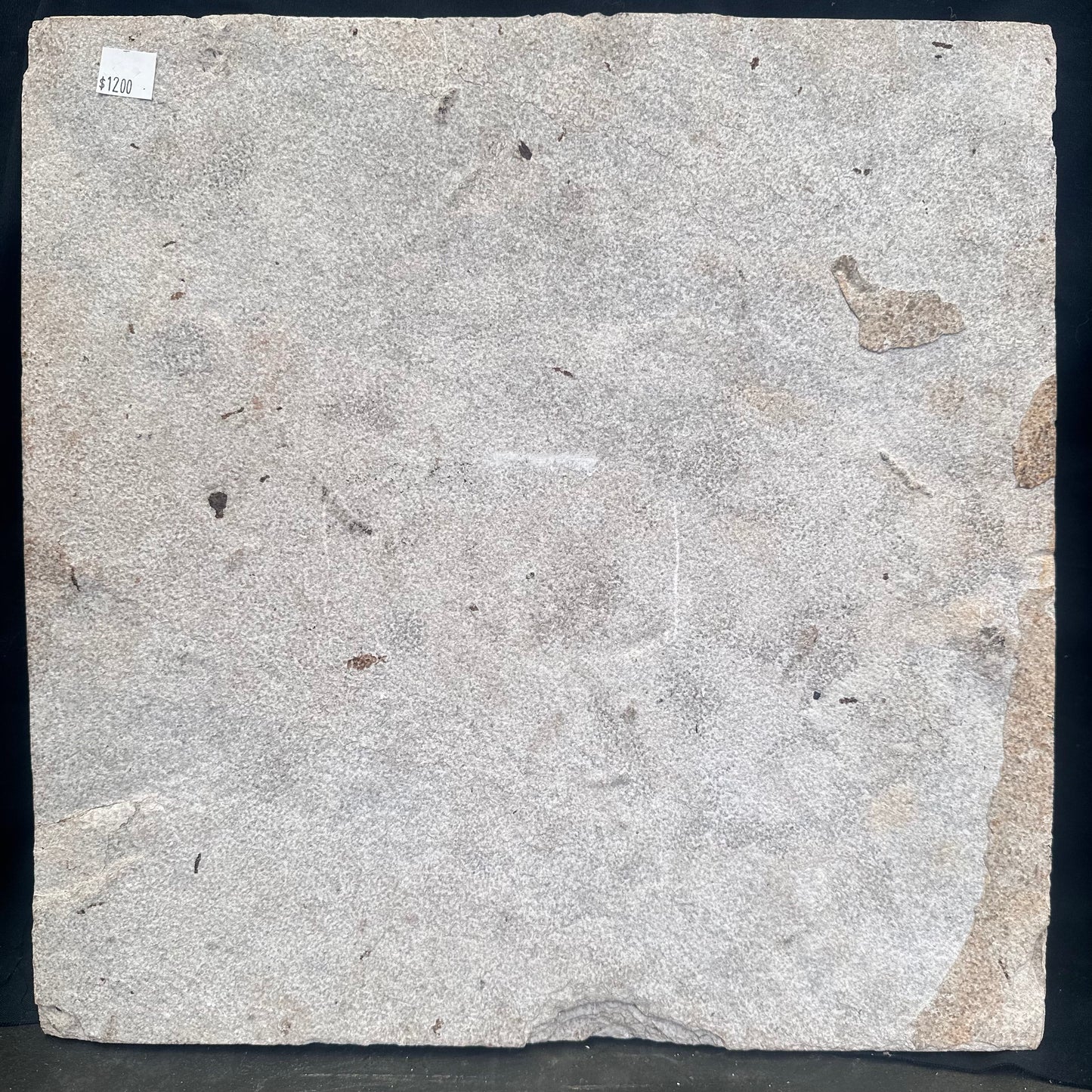 FISH FOSSIL COCKERELLITES LIOPS, Eocene, USA CWG013