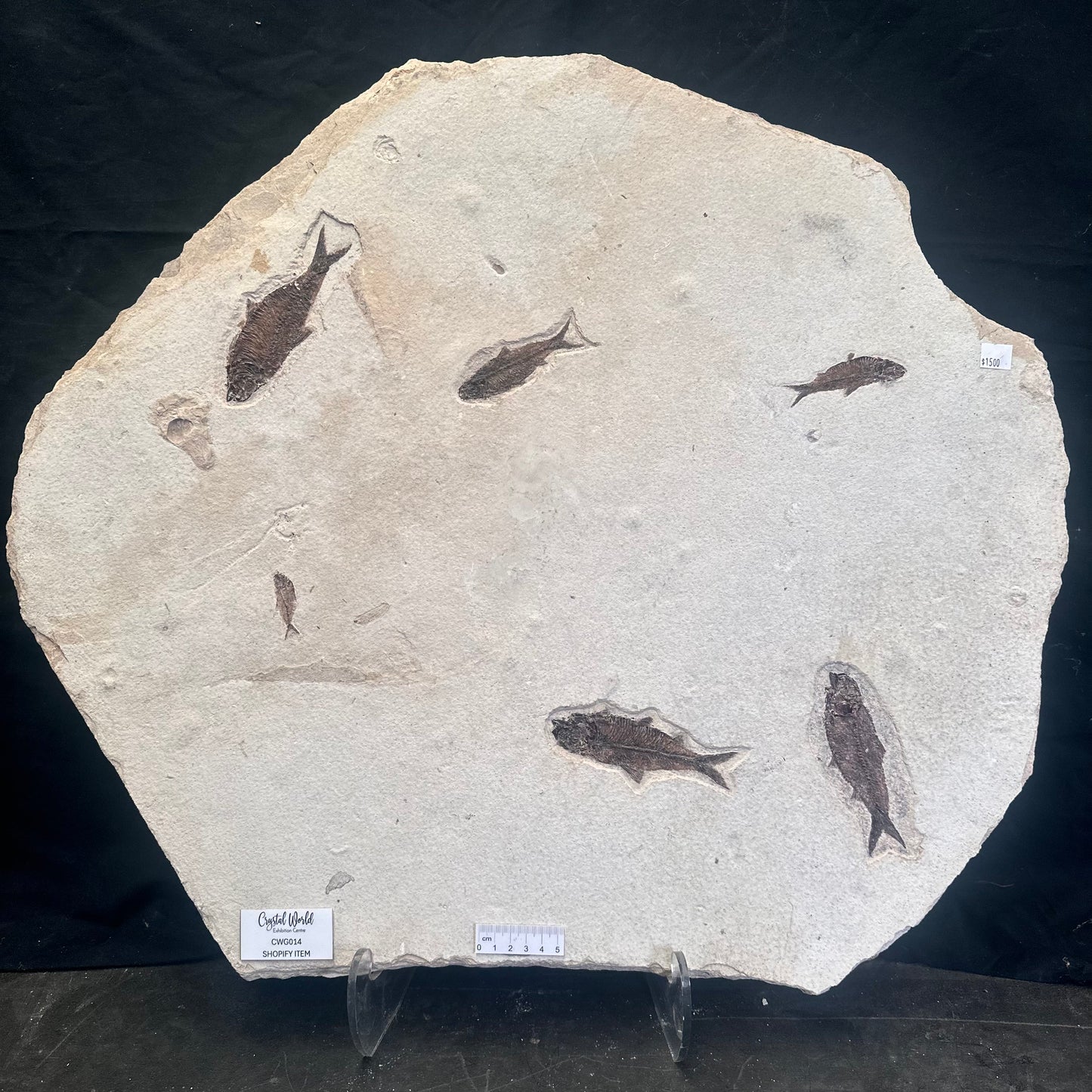 FISH FOSSIL KNIGHTIA SP., Eocene, USA CWG014