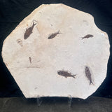 FISH FOSSIL KNIGHTIA SP., Eocene, USA CWG014